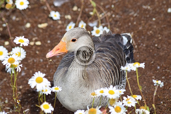 Greylag goose