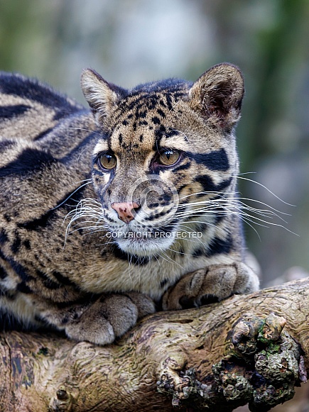 Clouded leopard (Neofelis nebulosa)