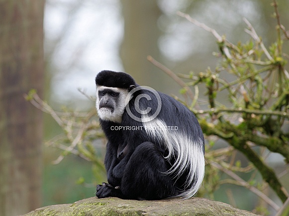Colobus Monkey Colobus Monkey