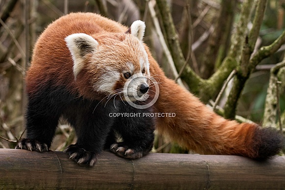 Red Panda Full Body Shot