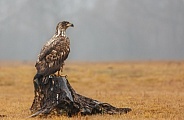 White tailed eagle or European Eagle