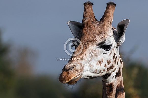 Giraffe Close Up, Sky background