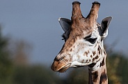 Giraffe Close Up, Sky background