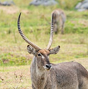 Waterbuck Antelope