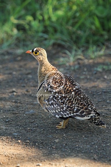 Double-banded Sandgrouse Male