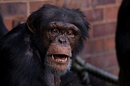 Chimpanzee Close Up Face Shot Teeth Showing