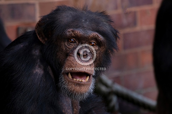Chimpanzee Close Up Face Shot Teeth Showing Chimpanzee Close Up Face Shot Teeth Showing
