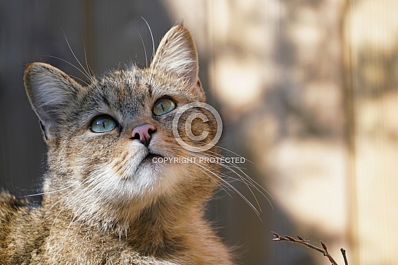 European Wildcat European Wildcat
