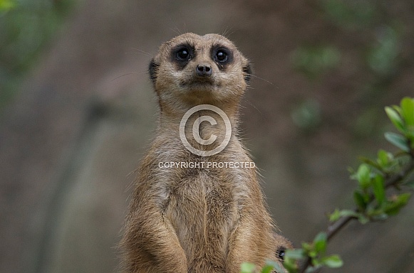 Meerkat