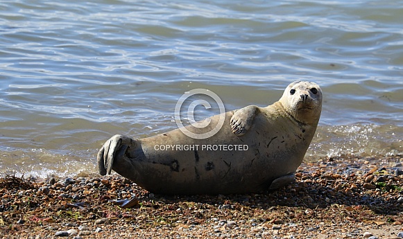 Young Common Seal