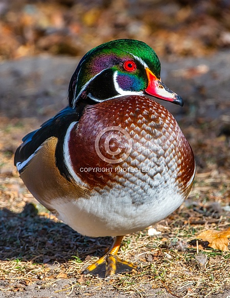 Drake Wood Duck Drake Wood Duck