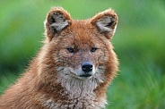 Dhole