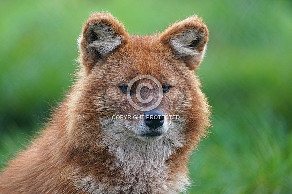 Dhole Dhole