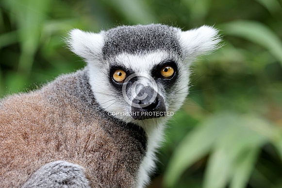 Ring-tailed lemur (Lemur Catta)