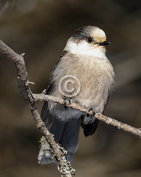 Close up of a Canadian gray jay sitting on a branch
