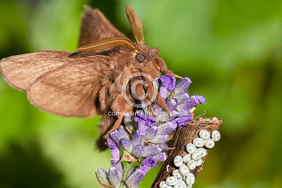 Drinker moths Drinker moths