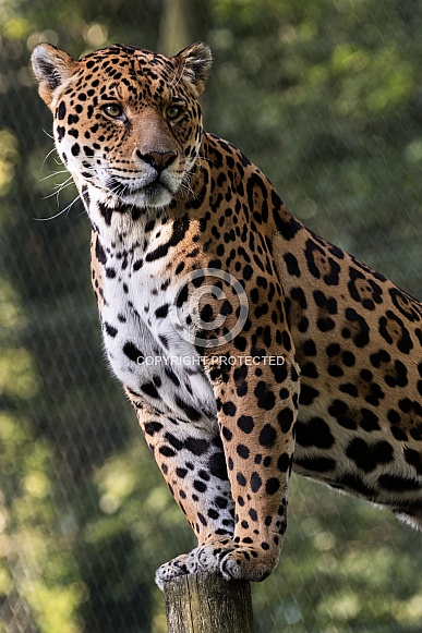 Jaguar