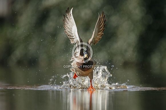 Wild Duck starts flying Wild Duck starts flying