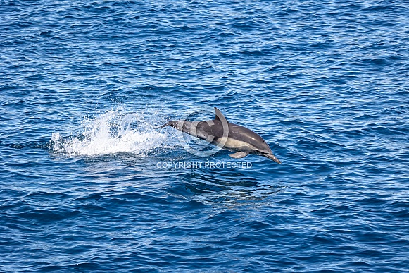 Common Dolphins Common Dolphins