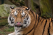 Amur Tiger