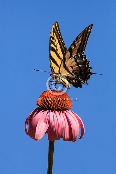 Swallowtail Butterfly Swallowtail Butterfly