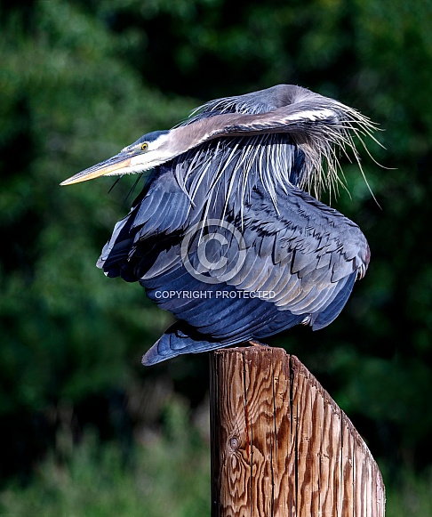 Great Blue Heron--GBH Contortionist
