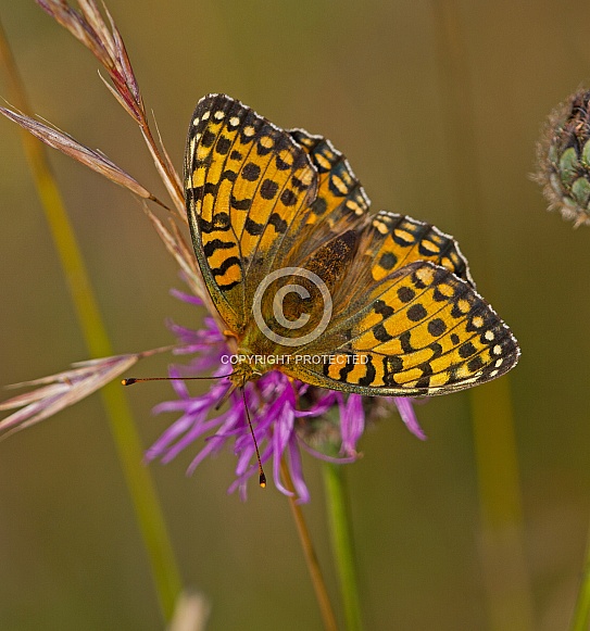 Dark green Fritillary
