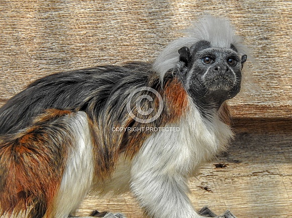 Cotton-top Tamarin Cotton-top Tamarin