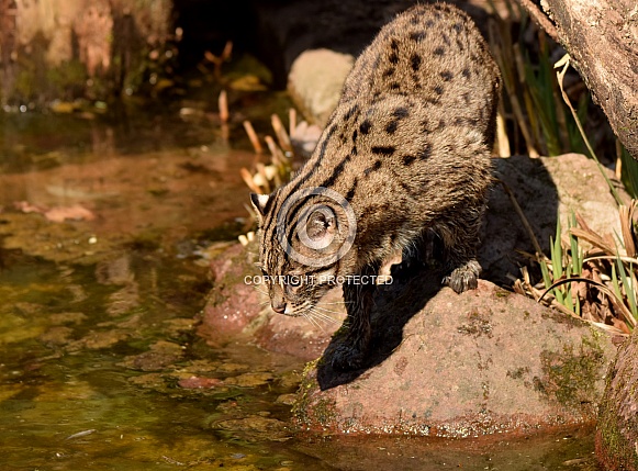 fishing cat