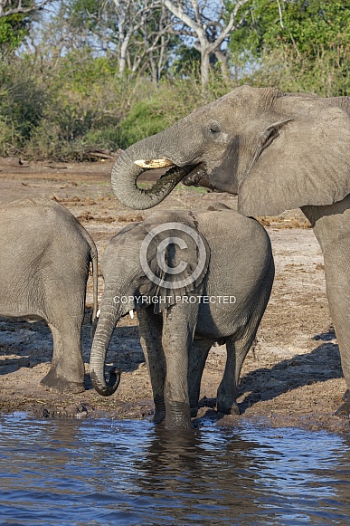 African Elephants drinking at the Chobe River - Botswana African Elephants drinking at the Chobe River - Botswana