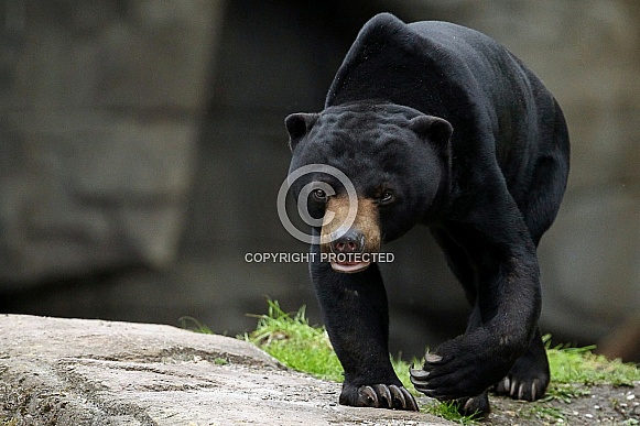 Sun Bear