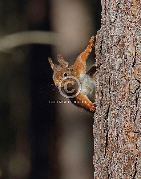 Red Squirrel