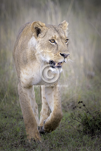 Lioness (Wild)