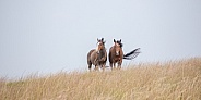 Wild Horse (Equus caballus)