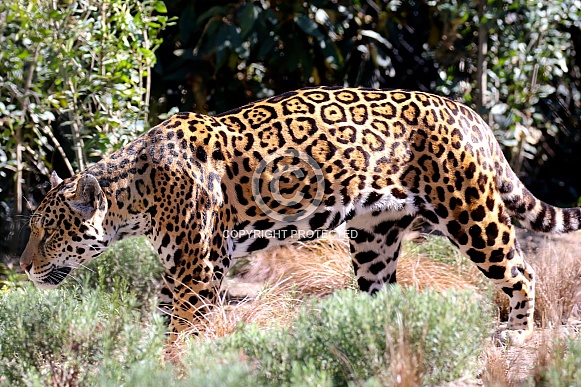 Jaguar