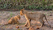 Two Lion Cubs at Play