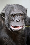 Chimpanzee (Pan troglodytes)