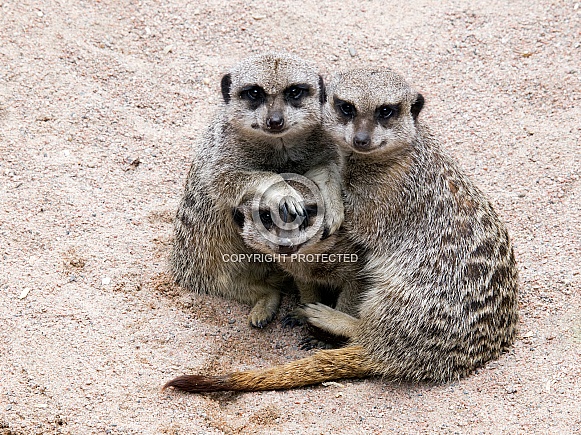 Meerkats (Suricata suricatta)