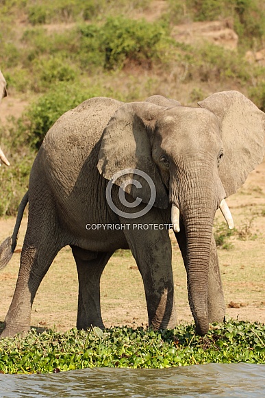 African Elephant