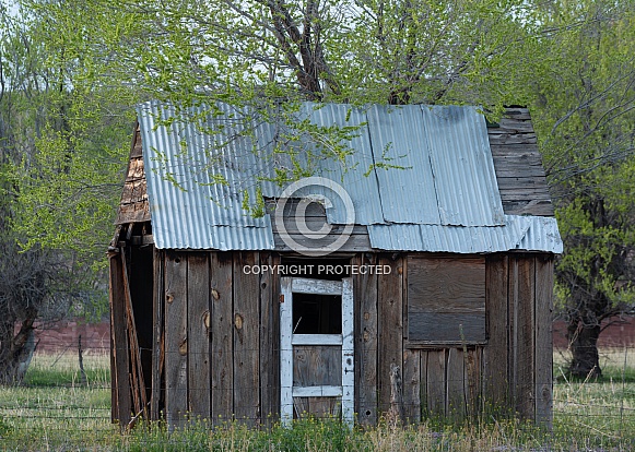 Old shed under spring tree