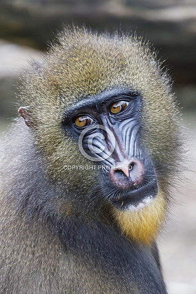 Mandrill (Mandrillus sphinx) Mandrill (Mandrillus sphinx)