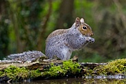 Grey Squirrel