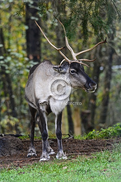 Caribou (Reindeer) Caribou (Reindeer)