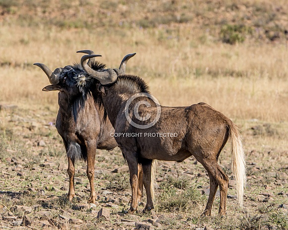 Two Black Wildebeest
