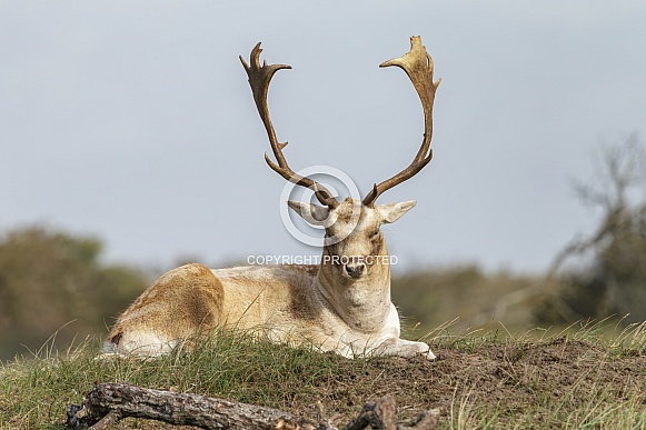 A beautiful male fallow deer lying in the grass