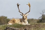 A beautiful male fallow deer lying in the grass