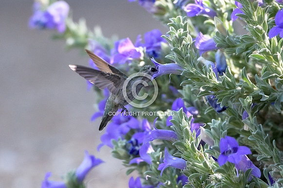 Small hummingbird by the purple flowers