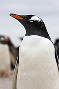 Gentoo Penguin - Falkland Islands