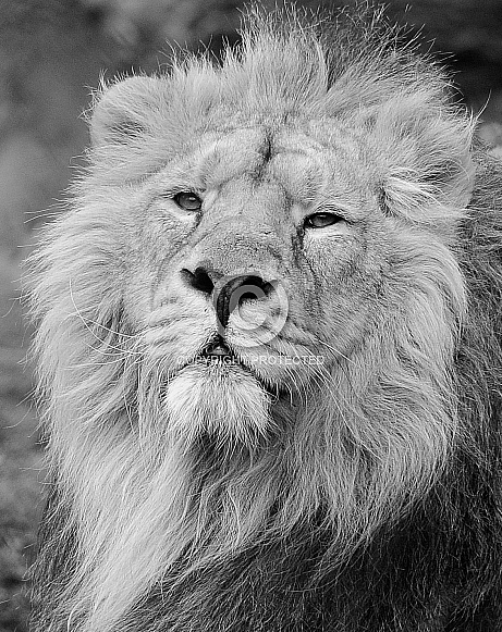 Lion Lion