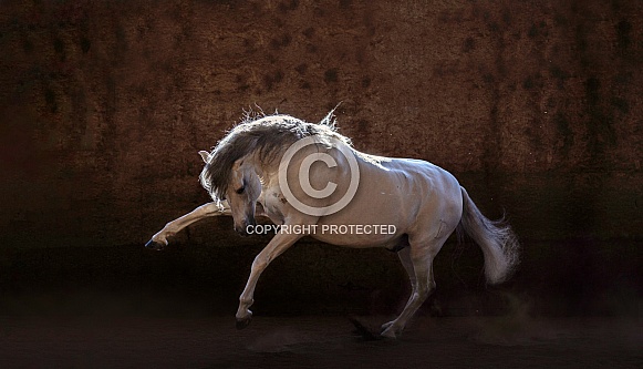 Andalusian Horse--Andalusian Strike Andalusian Horse--Andalusian Strike
